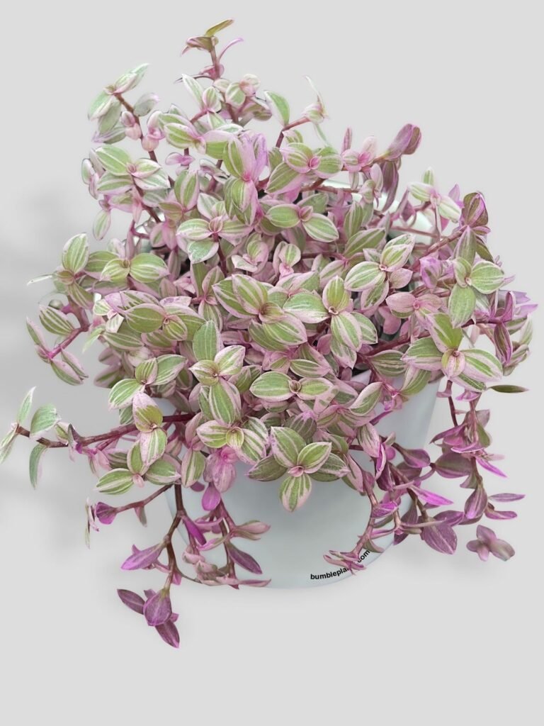 pink panther plant care