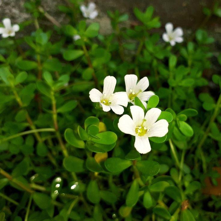 brahmi plant care