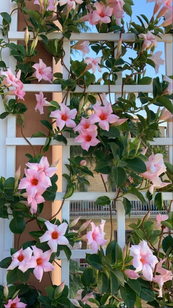 dipladenia plant care