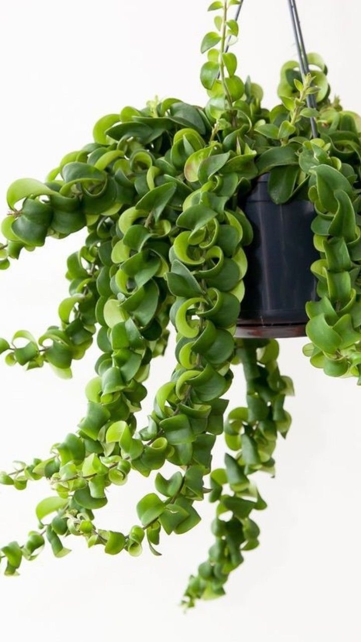 hoya rope plant image