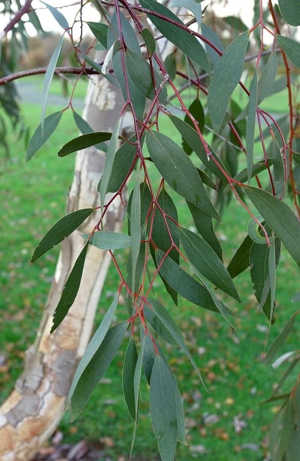 eucalyptus care plant