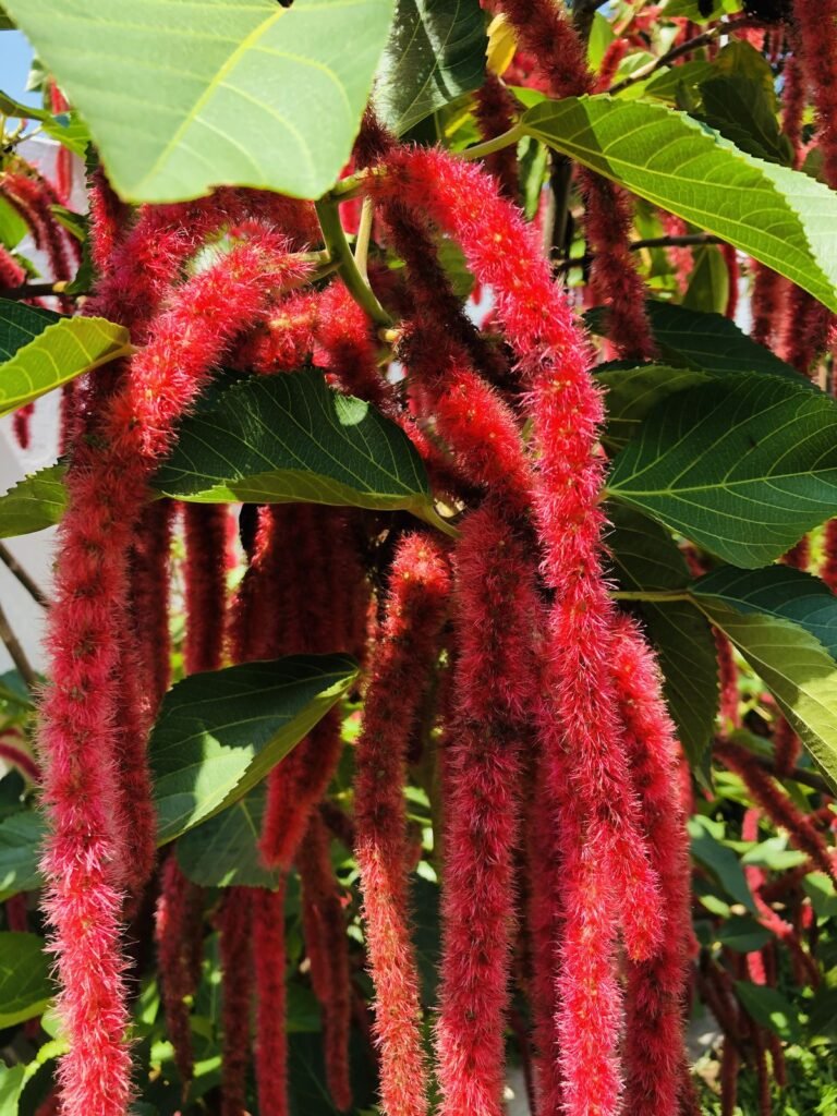 chenille plant care