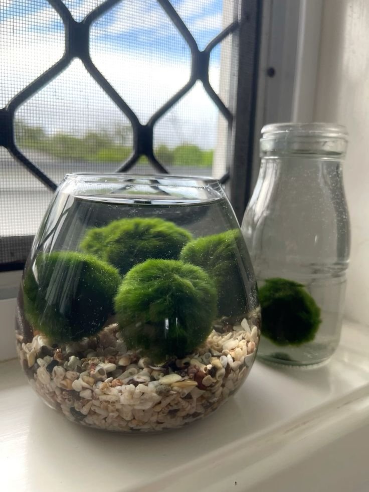 Marimo Moss Ball Plant Care: Easy Guide for Healthy Growth