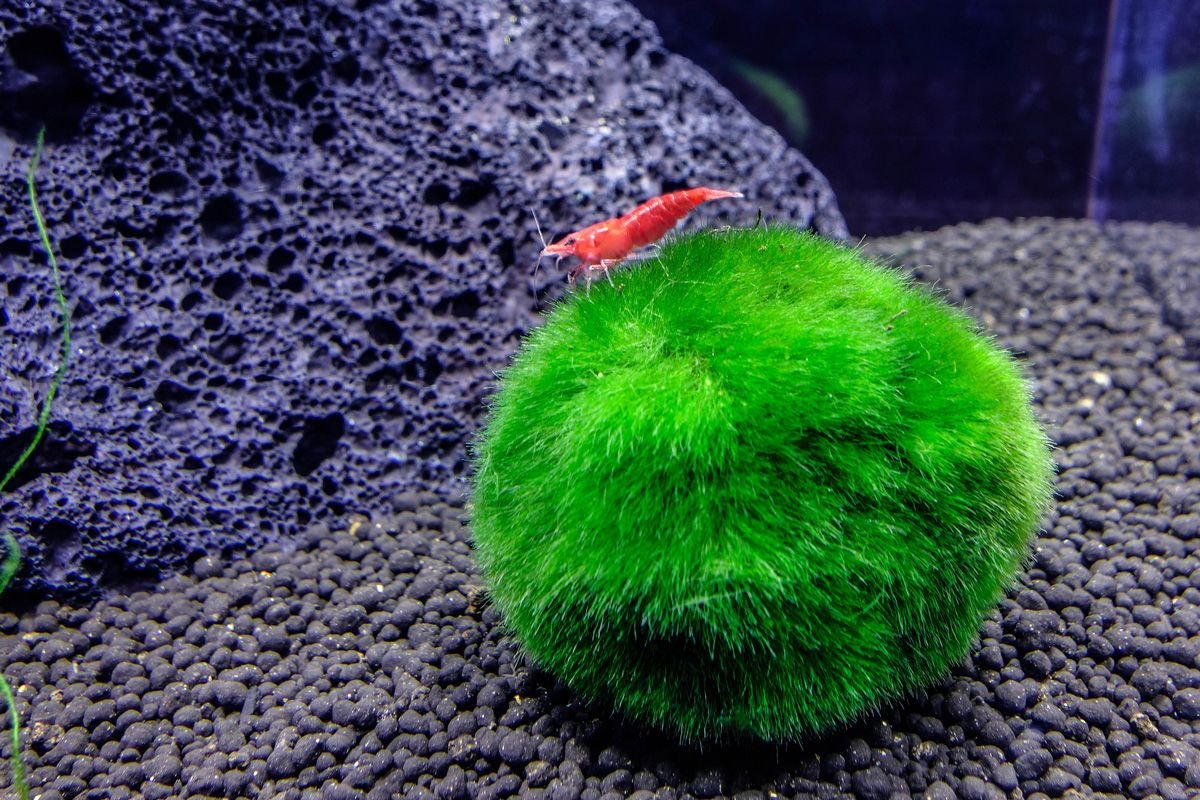marimo moss ball plant