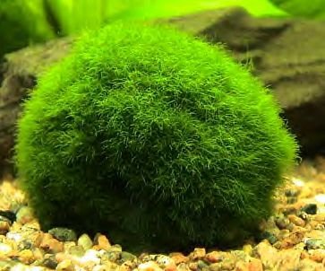 marimo moss ball plant care
