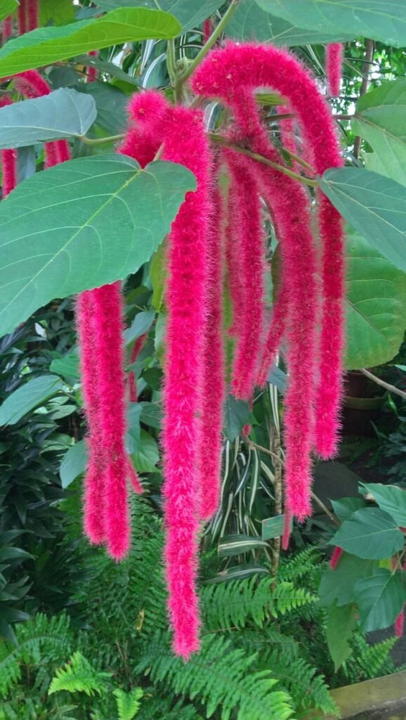 chenille plant