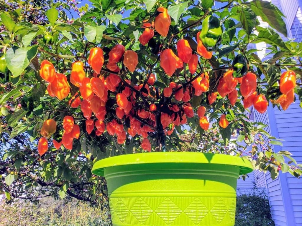 Habanero Plant care