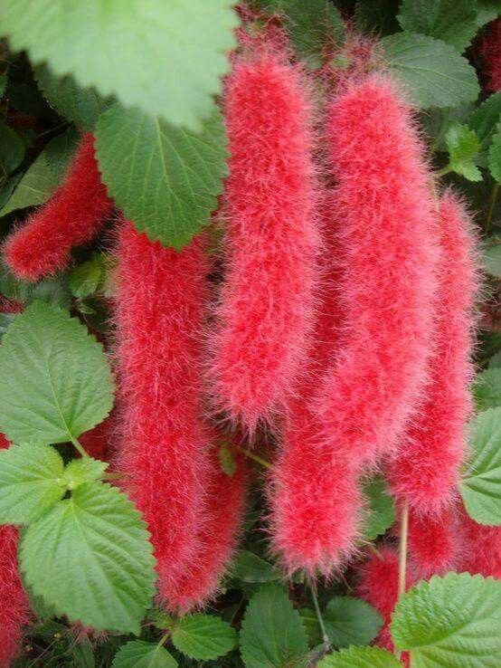 chenille plant care for you