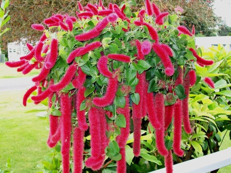 chenille plant featured image